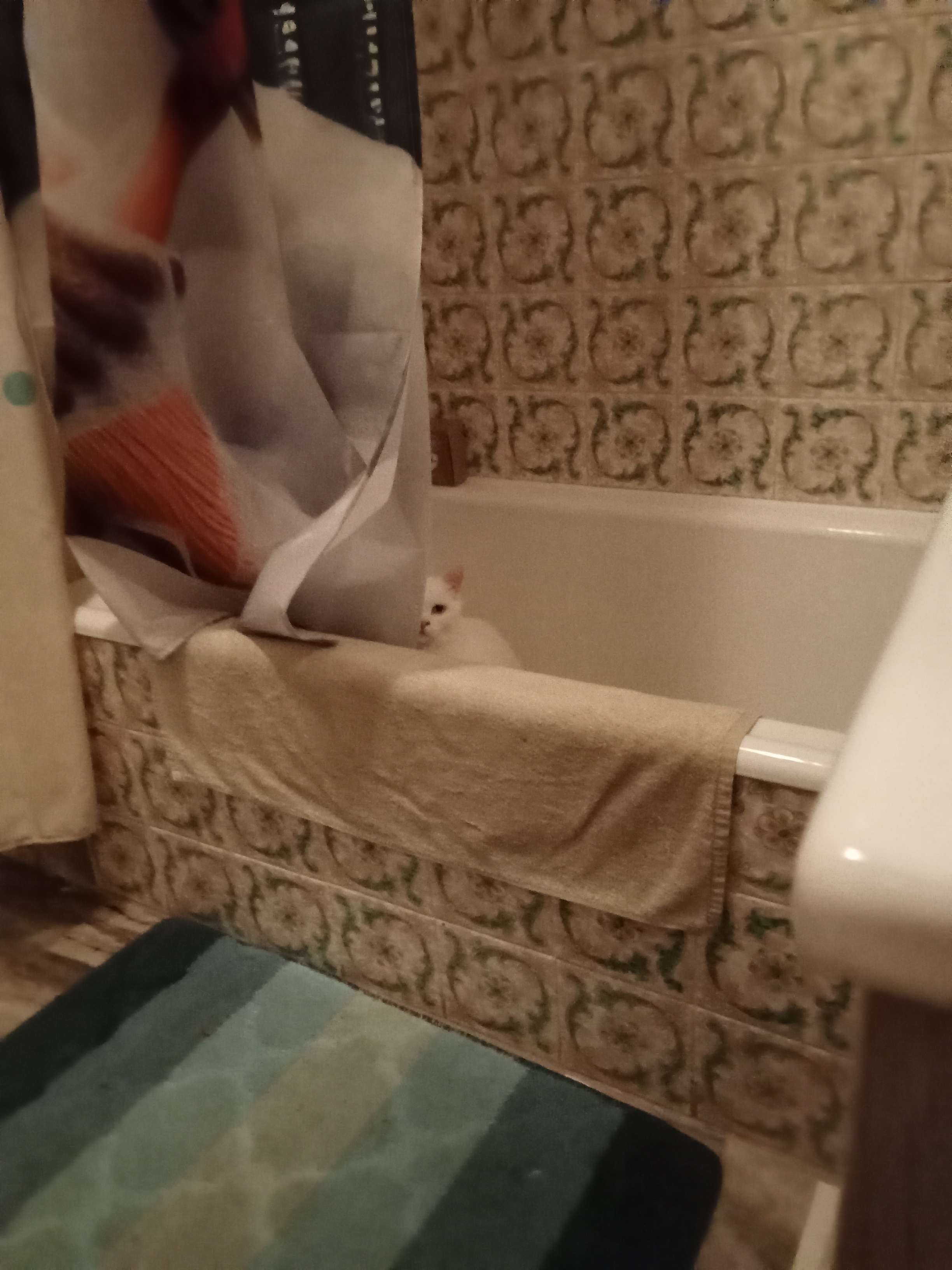 this is a friends kitty cat, named luna! i have slept over and confirmed she is absolutely soft and very pet'able. if you are reading this, this is a placeholder description until said kitty owner writes descriptions for the photos >:3